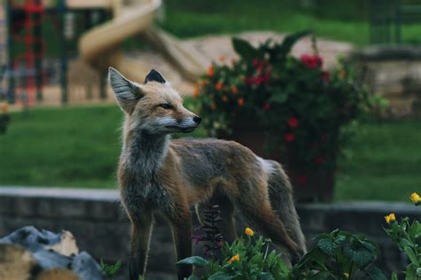 Brown and Gray Fox · Free Stock Photo