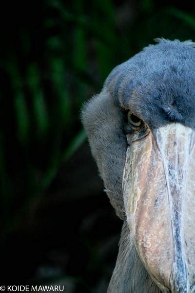 Shoebill angry_1440.jpg | Flickr - Photo Sharing!