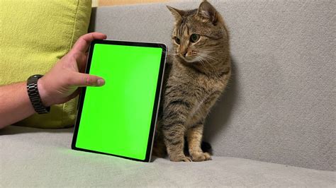 Green Background Cat Stock Video Footage for Free Download