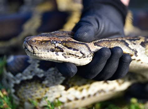 Hundreds of Giant Burmese Pythons Killed in Everglades: 'Destructive ...