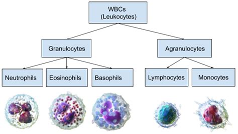 WBC - SlessorShivraj