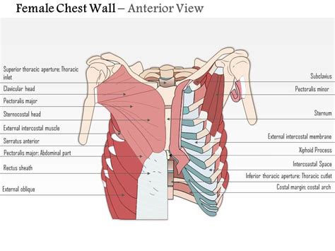 88779420 Style Medical 1 Musculoskeletal 1 Piece Powerpoint ...