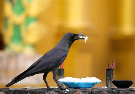 What To Feed Crows To Make Friends – You'll Be Surprised