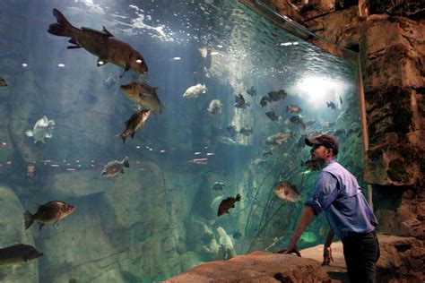 Teen jumps into Denver-area Bass Pro Shops fish tank