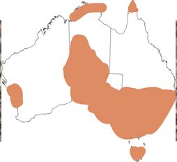 SHORT BEAKED ECHIDNA - AUSTRALIAN ANIMALS ADAPTATIONS