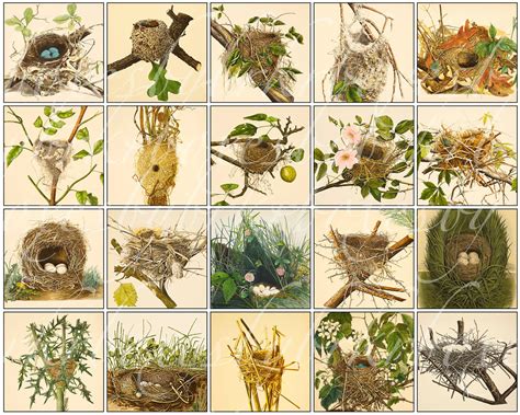 Chart Of Birds And Their Nests