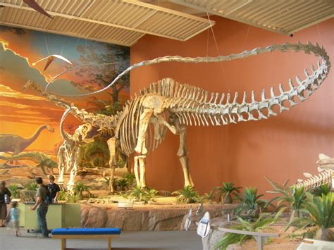 Seismosaurus Skeleton | On display in the New Mexico Museum … | Flickr