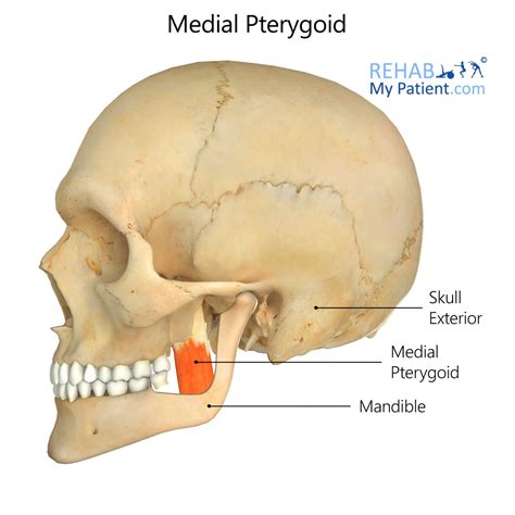 Medial Pterygoid | Rehab My Patient