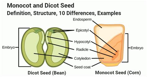 Monocot vs. Dicot Seed: Structure, 10 Differences, Examples