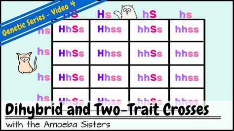 Dihybrid Cross Punnett Square Worksheet