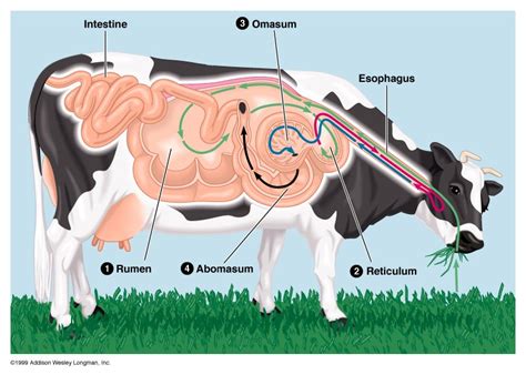 Ruminant Digestion