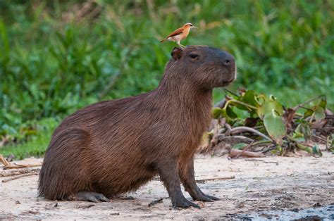 Capybara and Friend | Sean Crane Photography