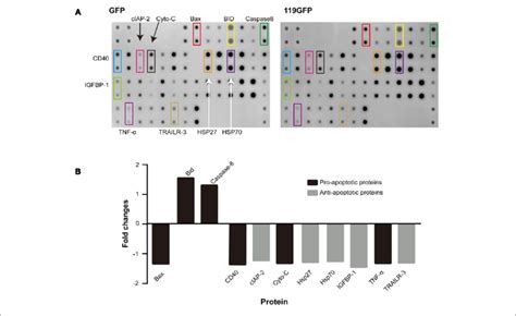 | Human apoptotic protein array analysis of multiple proteins regulated ...