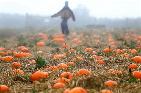 Trevaskis Farm - the perfect place to pick your own Halloween pumpkins ...