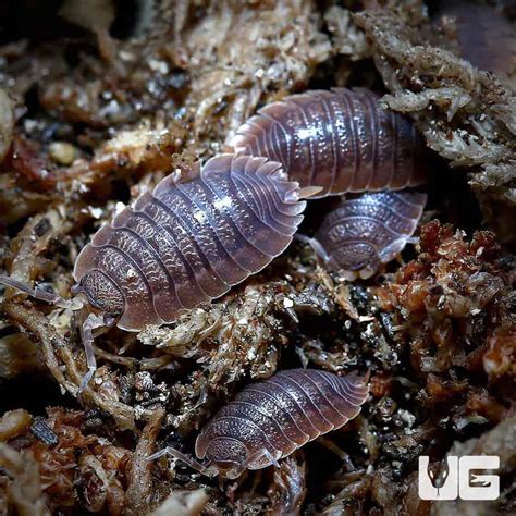 Porcellio Dilatatus Giant Canyon Isopods - Underground Reptiles