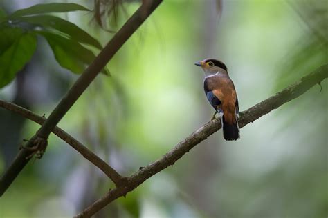 THE SILVER-BREASTED BROADBILL