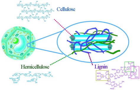 Lignocellulose Structure