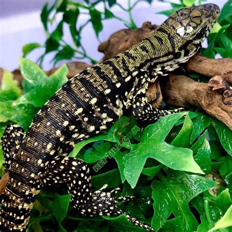 Argentine Black And White Tegu Juvenile : Argentine tegus grow fast and ...