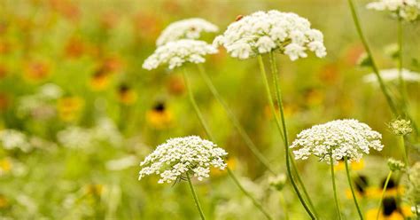 How to Grow Queen Anne’s Lace (Daucus carota)