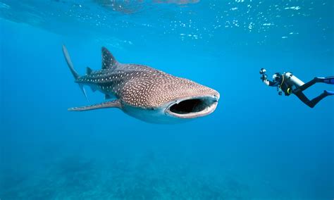 How to Ethically Swim with Whale Sharks in the Philippines – Wandering ...