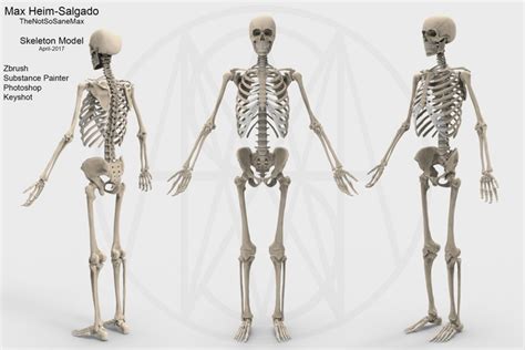 3D model Accurate Human Skeleton VR / AR / low-poly | CGTrader