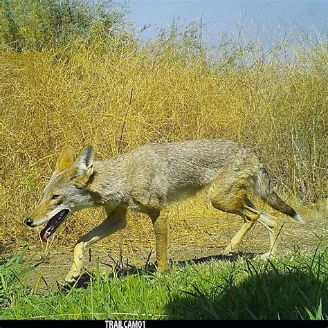 White tail tipped coyote : r/trailcam