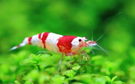 Breeding Crystal Red Shrimp and Crystal Black Shrimp | Aquarium Reviews