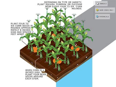 Companion Planting - Three sisters — Soil&Water Garden