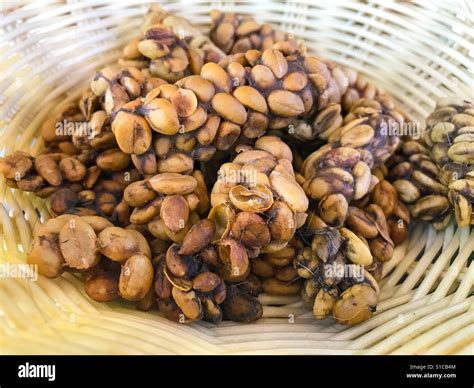 Civet coffee (Kopi Luwak, Kape Alamid, Weasel Coffee), beans extracted ...