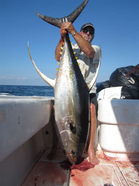 Trophy Yellowfin Tuna - The Hull Truth - Boating and Fishing Forum