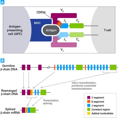 Immunotherapy research: T-cell receptor profiling