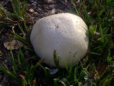 Common lawn mushrooms. What are they? - Mushroom Hunting and ...