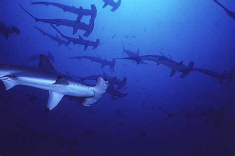 Hammerhead Shark