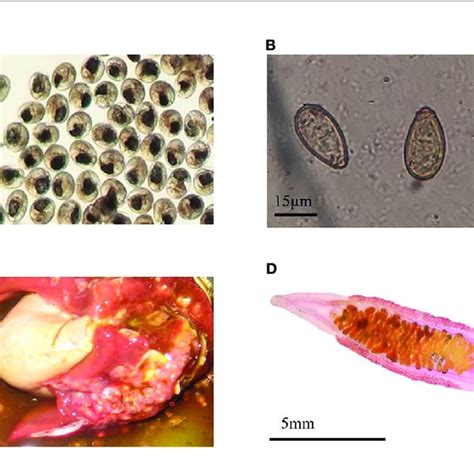 | Infection characteristics. (A) The Metacercariae of Clonorchis ...