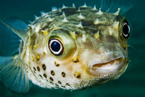 Humans and pufferfish share teeth genes | Earth | EarthSky