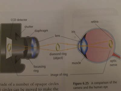 Learn Science 8~ ^.*''': ~Cameras Have Similarities to Human Eyes~