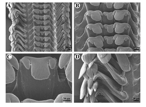 Phylum: Mollusca & their radula | Cephalopod Radula under the SEM