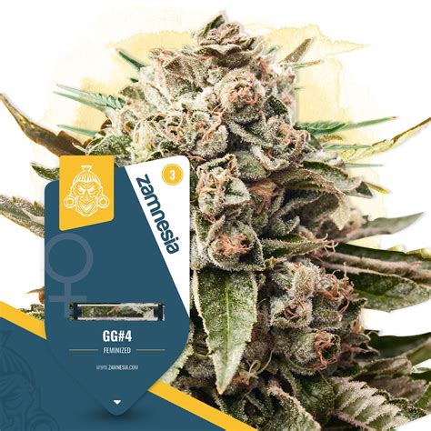 GG4 Strain 🦍 | Cannabis Seeds - Zamnesia