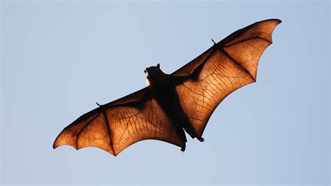 The giant crowned flying fox is a human-size bat from the Philippines ...