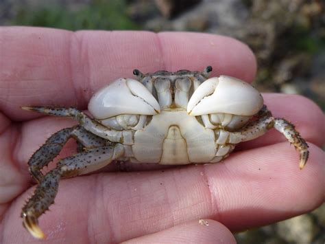 Yellow Shore Crab (Marine Species of Crab Cove (Alameda, CA)) · iNaturalist