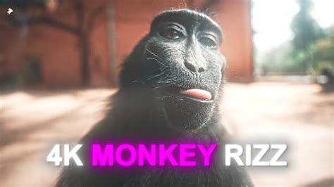 4K RIZZ MONKEY EDIT - YouTube