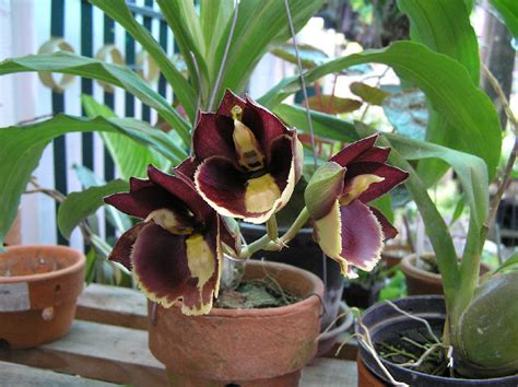 Catasetum hybrid (CTS15)