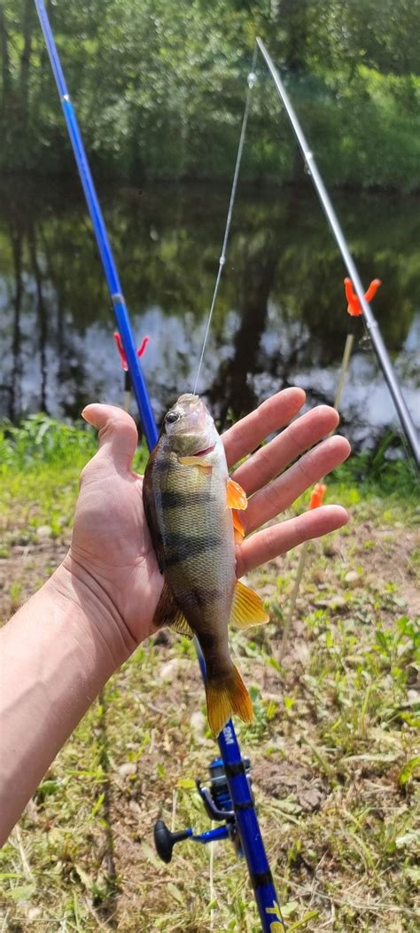 Nice colored perch | Fish, Perched, Color