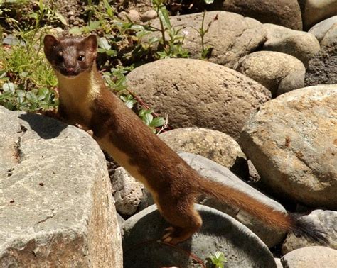 Long-tailed Weasel (Mustela frenata) | Minnesota Mammals | UMN Duluth