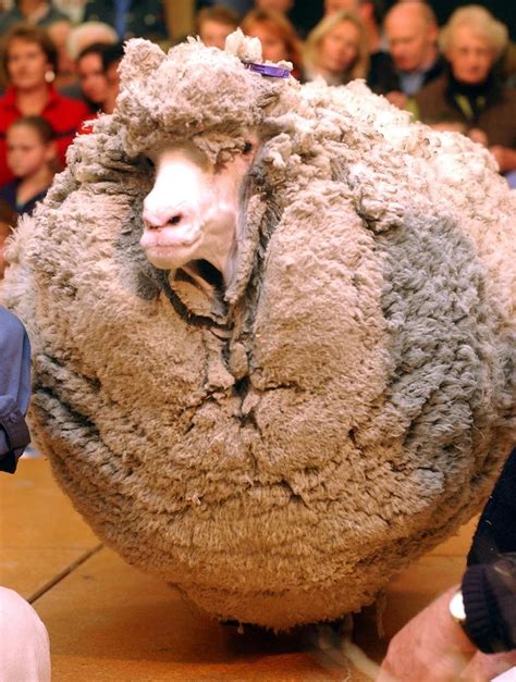 Sheep shearing as an Olympic sport? - al.com