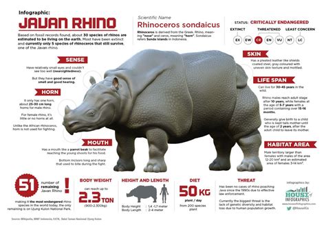 Endangered Species Spotlight - The Javan Rhino