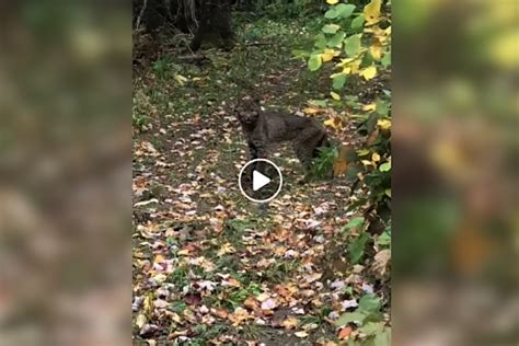 Extremely Rare Black Bobcat Caught on Video in Vermont - Wide Open Spaces