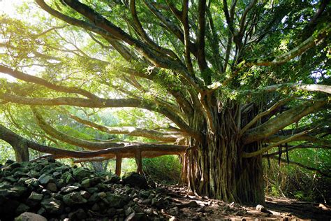 Indoor Trees India - e-nunix-matematica