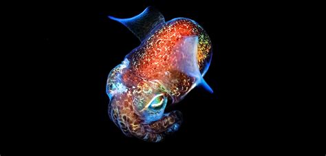 Bioluminescent Animals