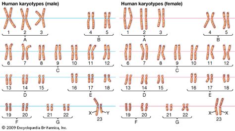 Karyotype | Description, Chromosome Aberration, & Uses | Britannica